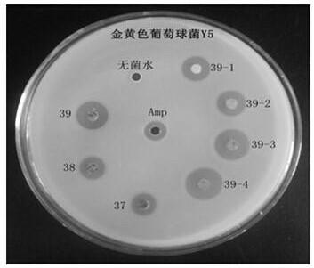 A kind of synthetic method of antimicrobial peptide