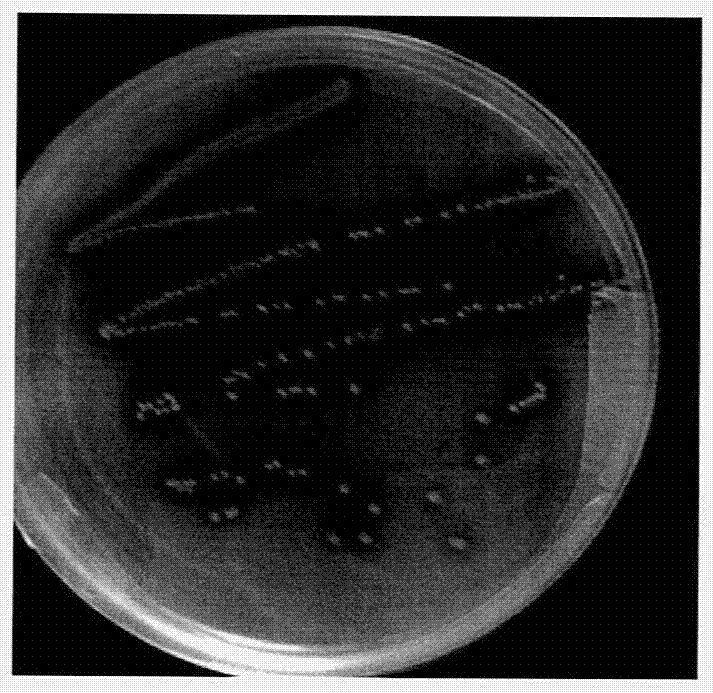 A lactobacillus fermentum strain suo capable of regulating intestinal movement and preventing constipation and its application