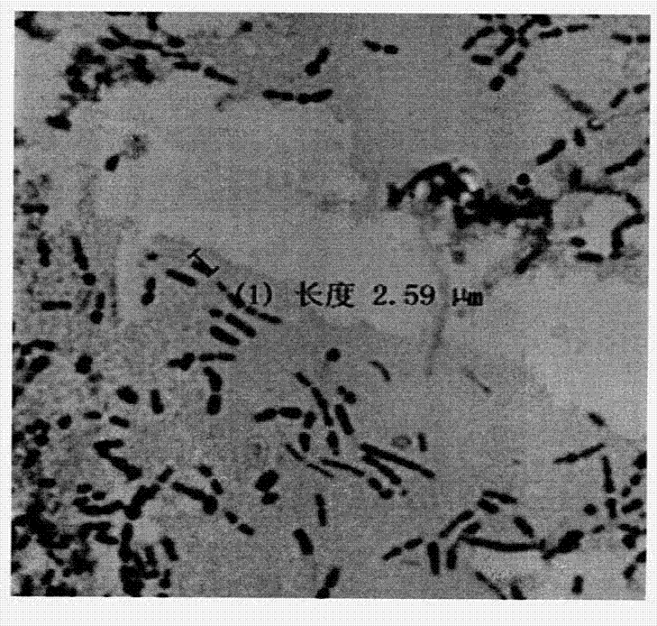 A lactobacillus fermentum strain suo capable of regulating intestinal movement and preventing constipation and its application