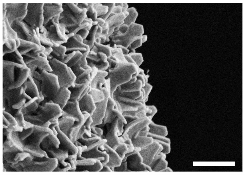 Cobalt phosphide nanoparticle embedded carbon nanosheet array material as well as preparation and application thereof