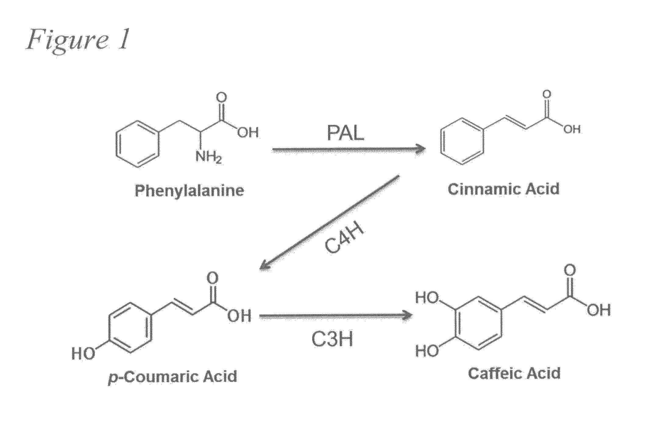 Biosynthesis of caffeic acid and caffeic acid derivatives by recombinant microorganisms
