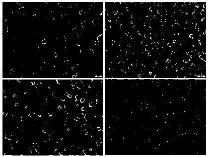 Serum-free feed layer-free mouse induced pluripotent stem cell (iPSC) induction medium and culture method using the same