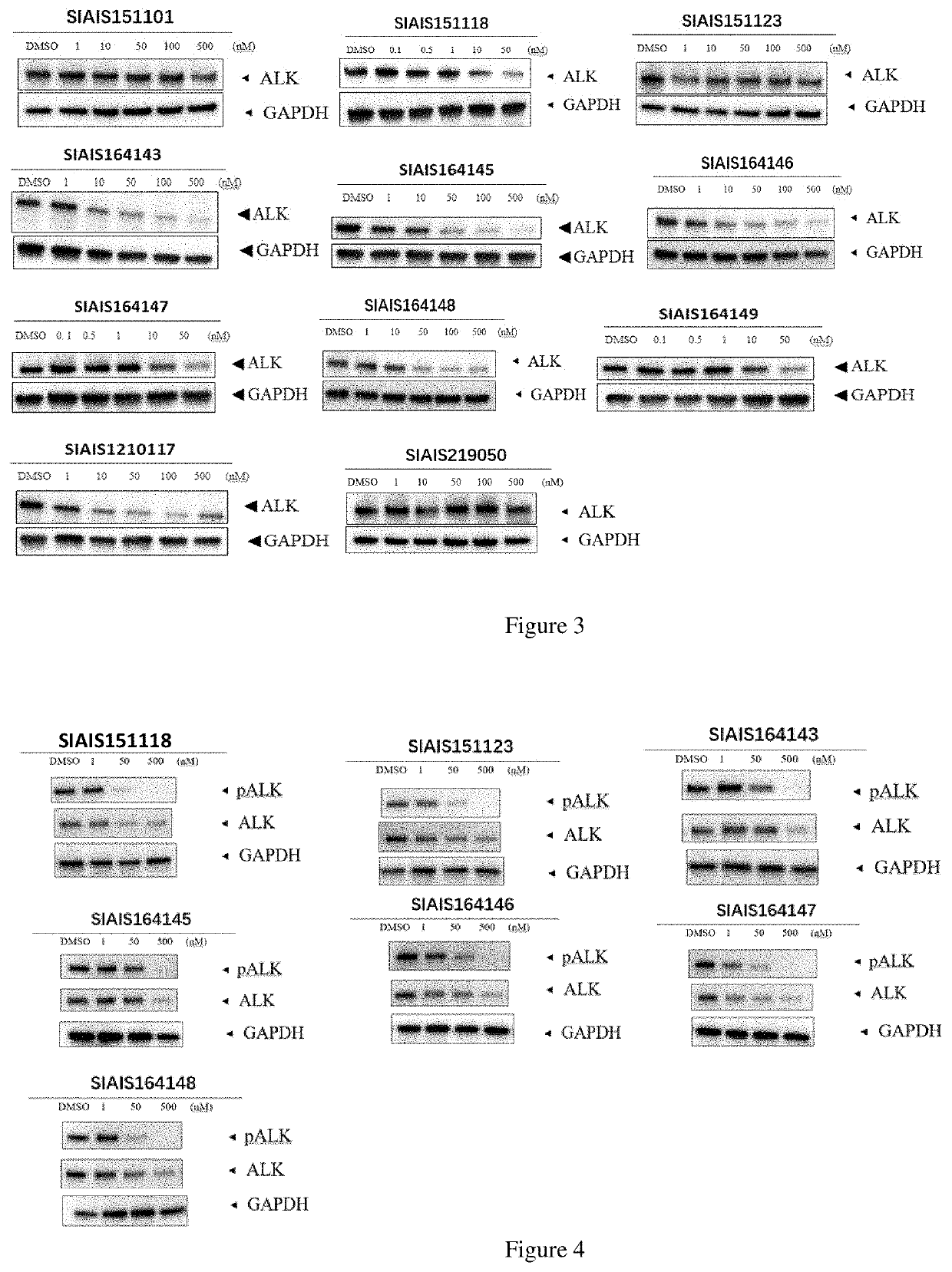 Alk protein degradation agent and Anti-tumor application thereof