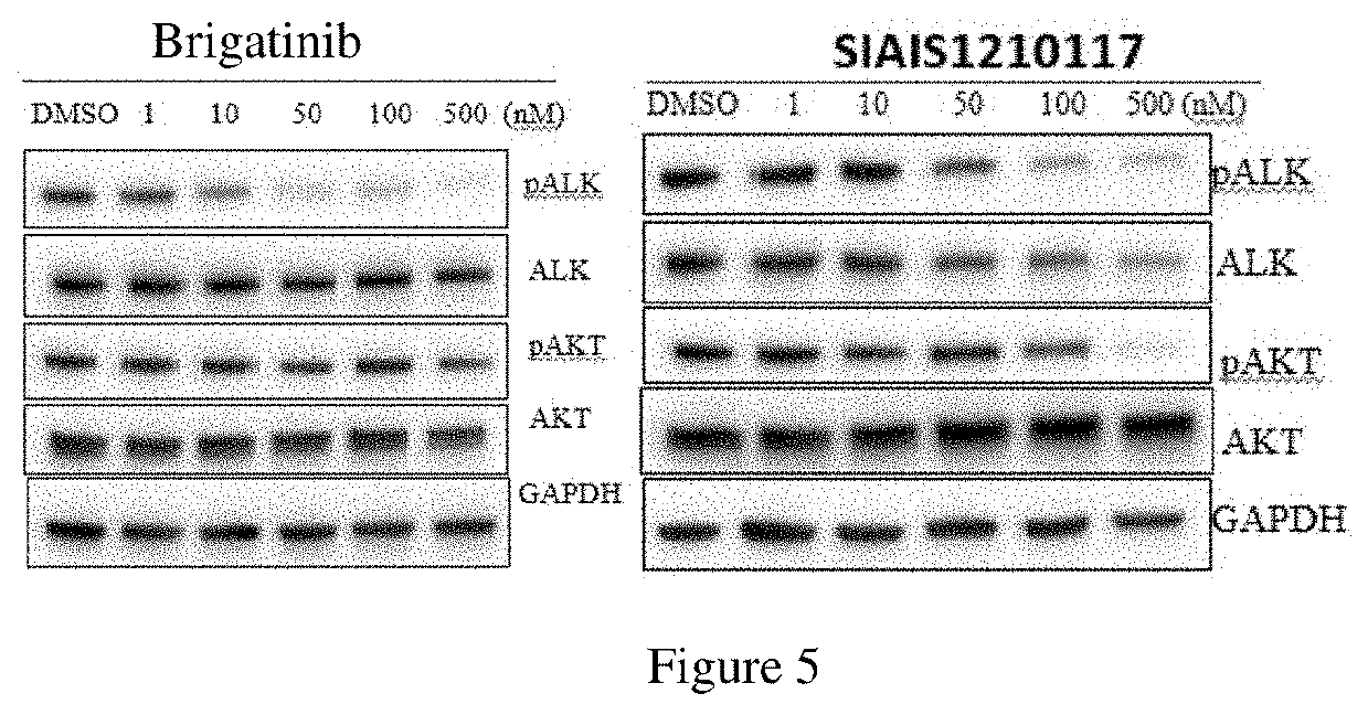 Alk protein degradation agent and Anti-tumor application thereof