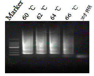 Kit used for detecting sheeppox virus