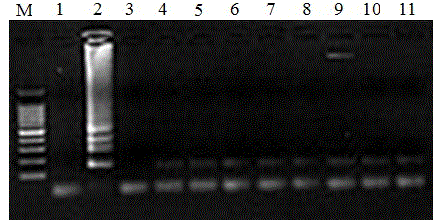 Kit used for detecting sheeppox virus