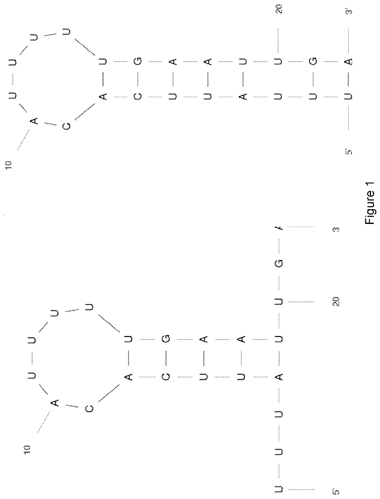 RNA aptamers against transferrin receptor (TFR)