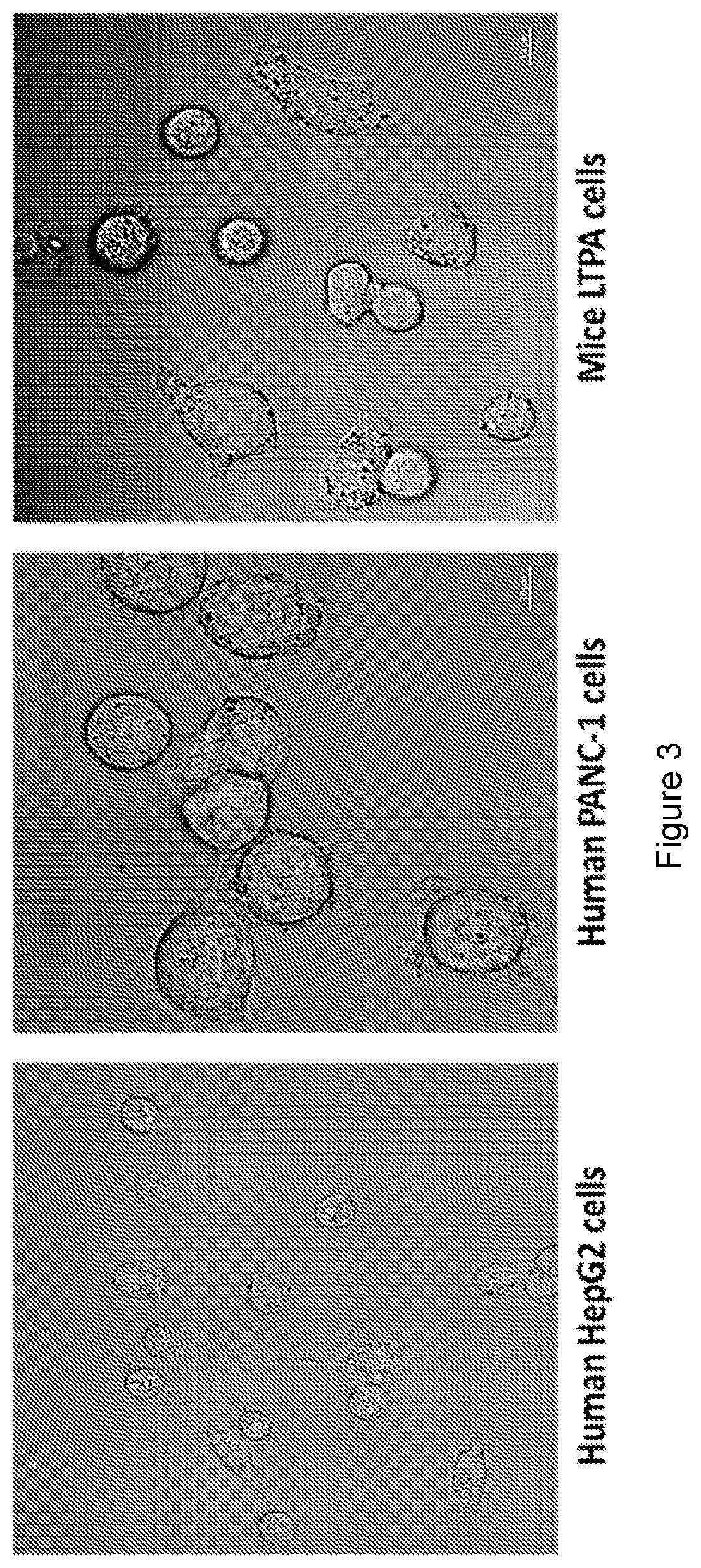 RNA aptamers against transferrin receptor (TFR)