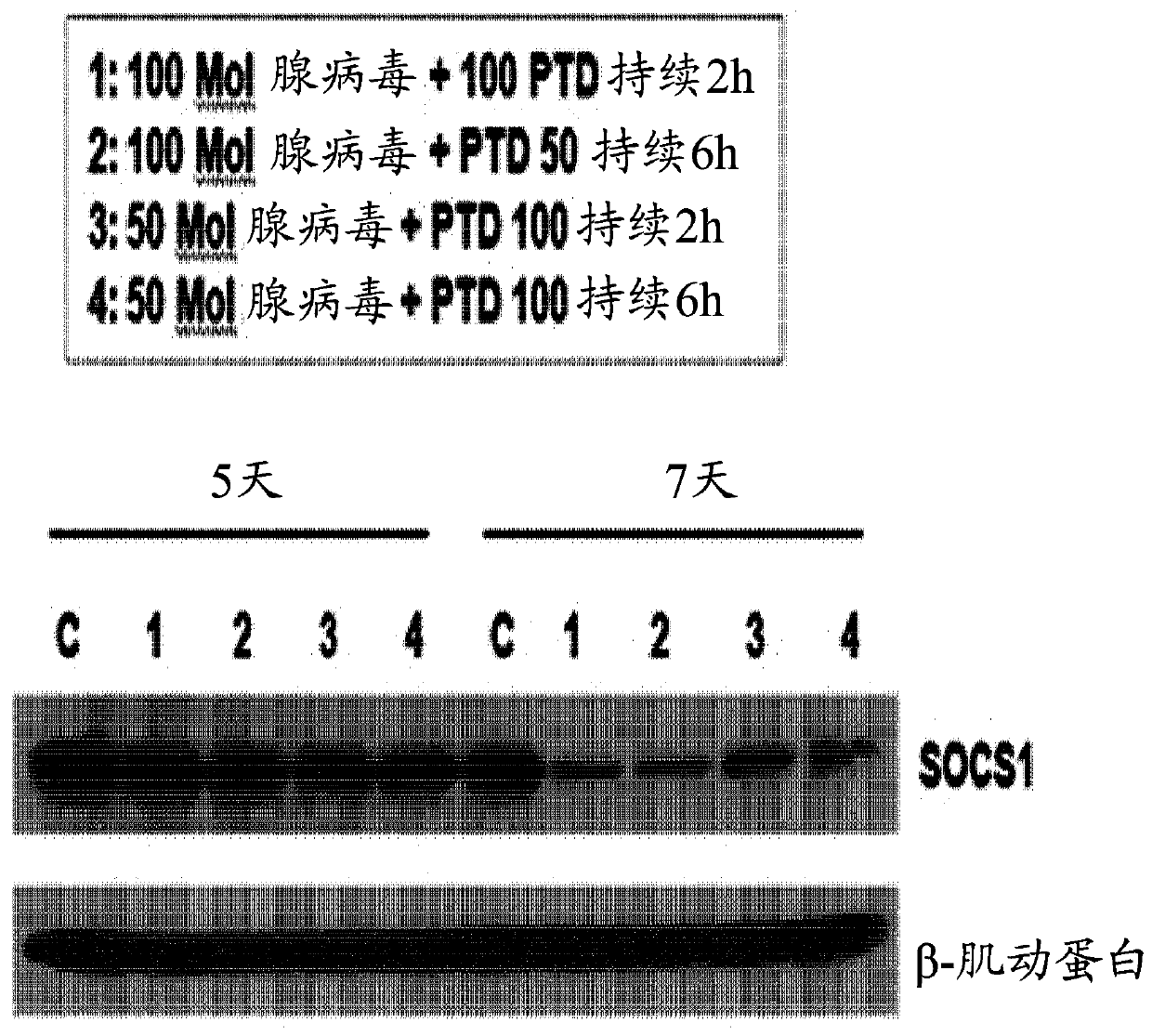 Method for selecting high-efficacy stem cell by using downregulation in expression or activity of socs