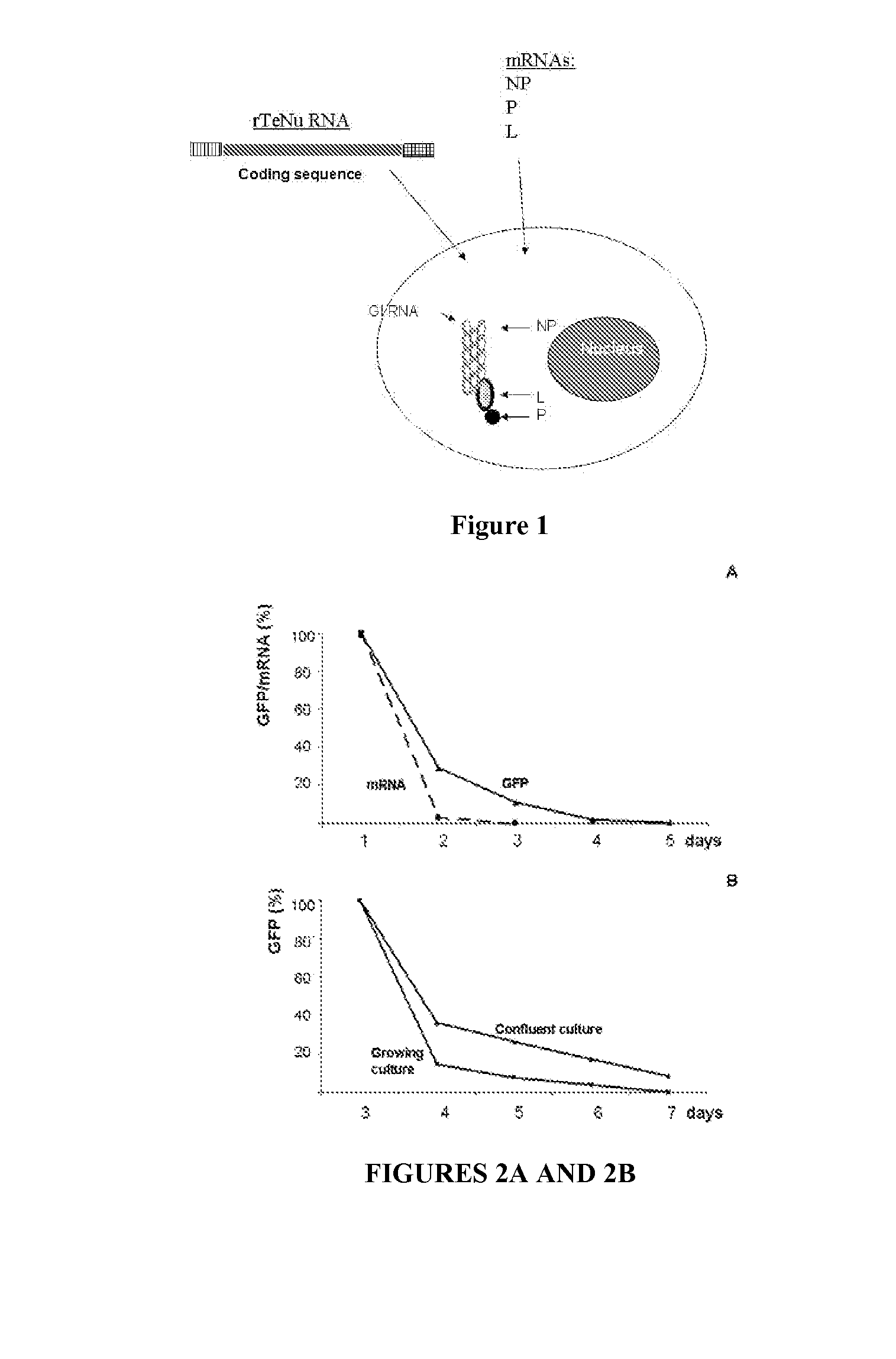 Compositions and Methods for Transient Expression of Recombinant RNA