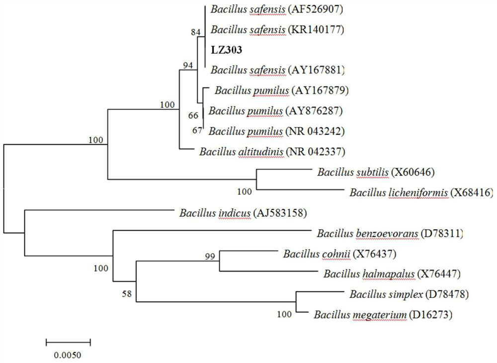 A bacterial strain co-producing chitosanase and γ-polyglutamic acid and its application