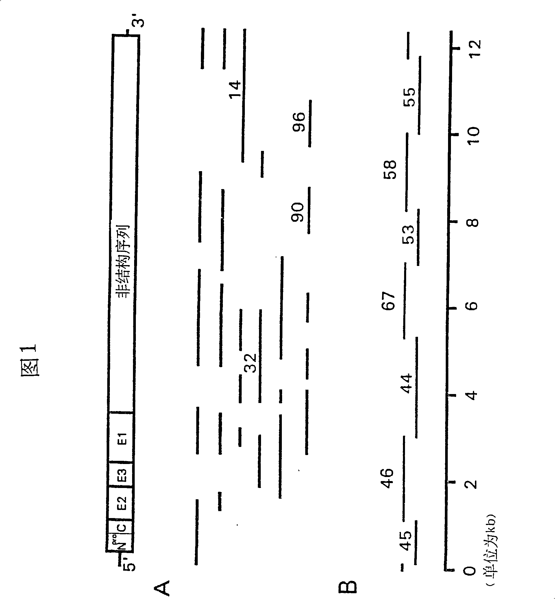 Nucleotide sequences of pestivirus strains, polypeptides encoded by these sequences and use thereof for diagnosis and prevention of pestivirus infections