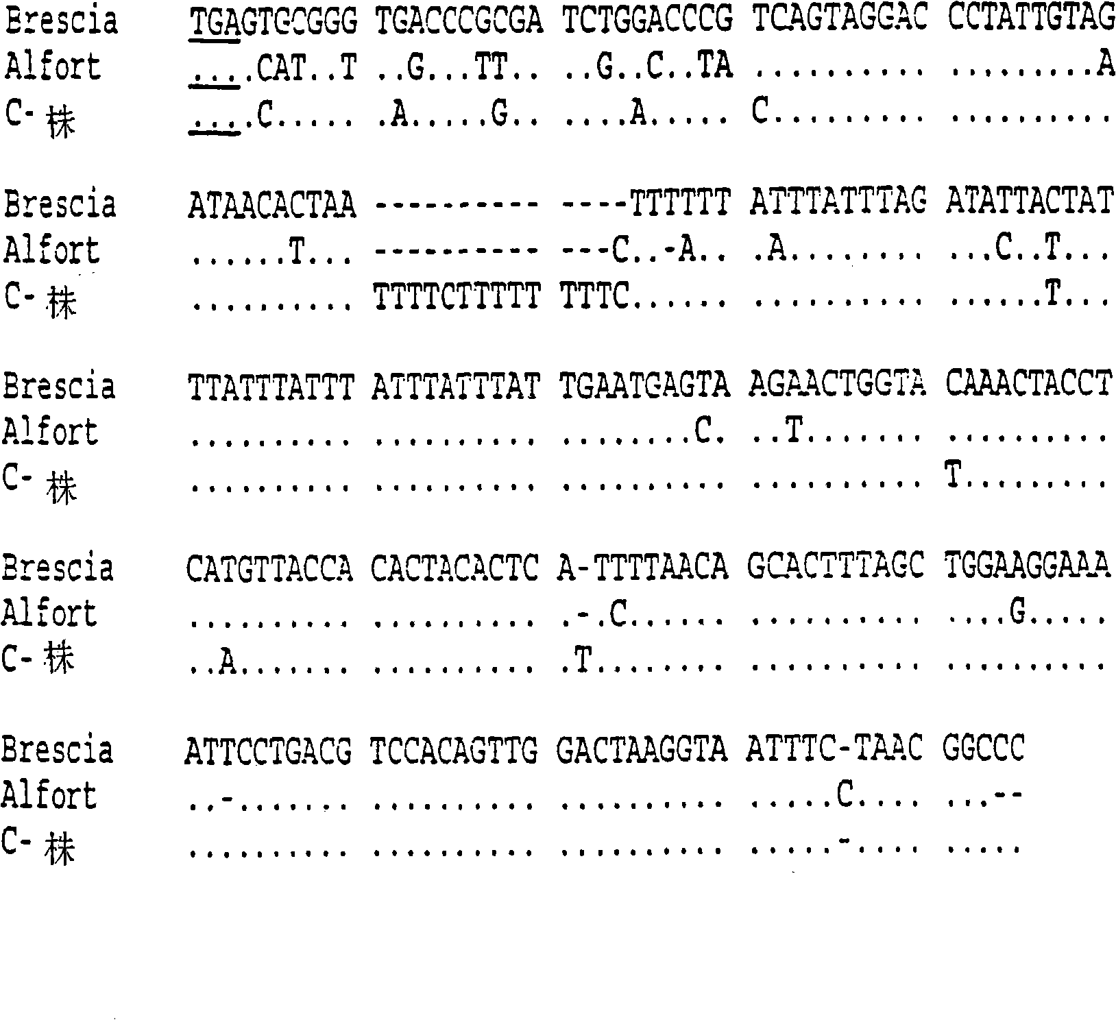 Nucleotide sequences of pestivirus strains, polypeptides encoded by these sequences and use thereof for diagnosis and prevention of pestivirus infections