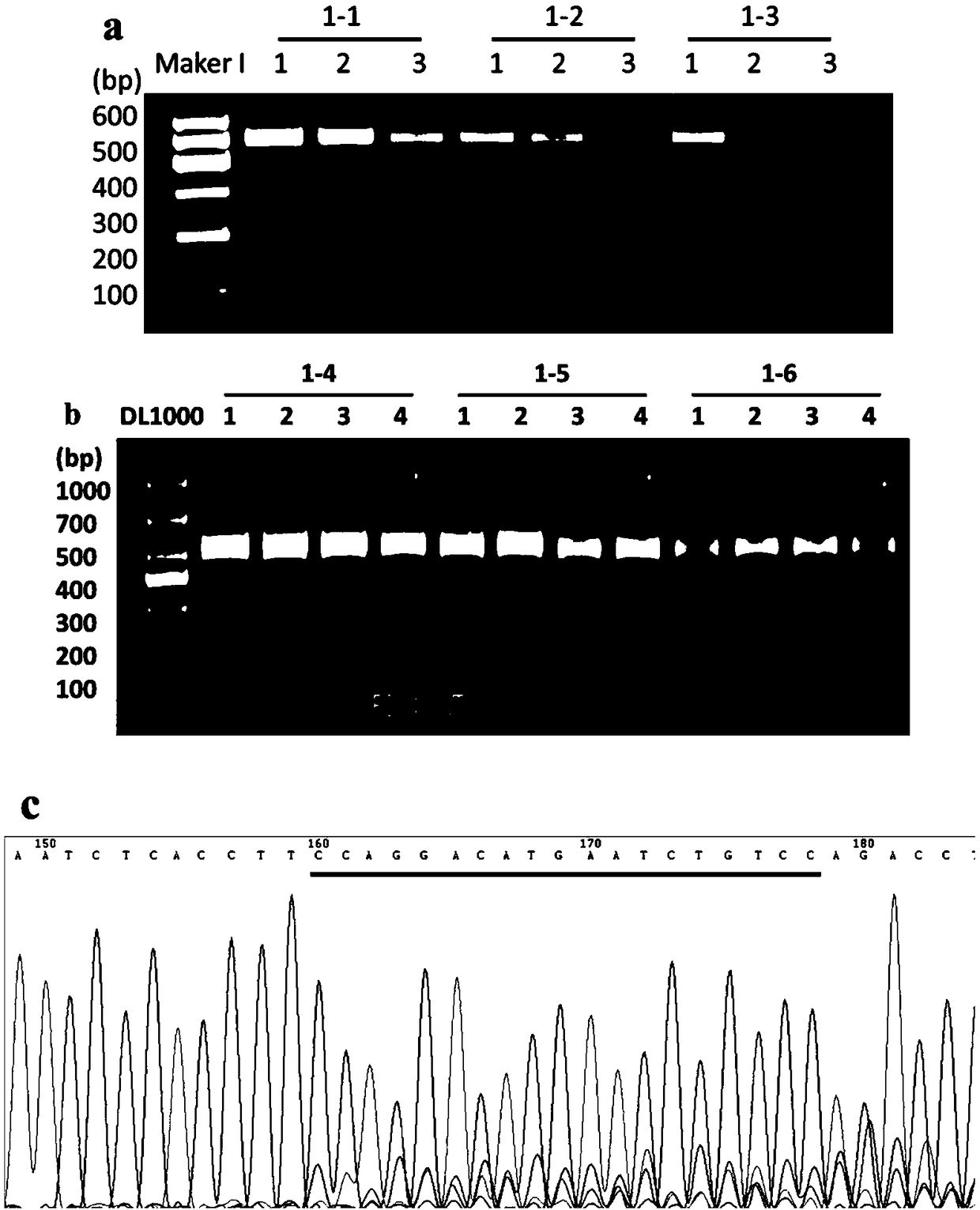 Preparation method of ddx27 gene deleted zebra fish mutant