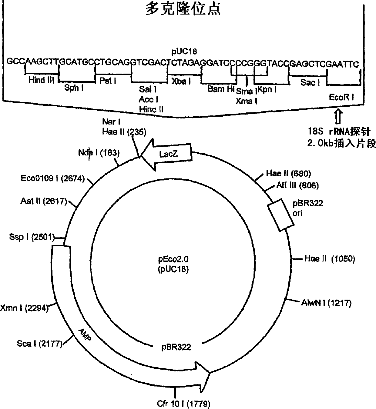 A nucleic acid-based method for tree phenotype prediction