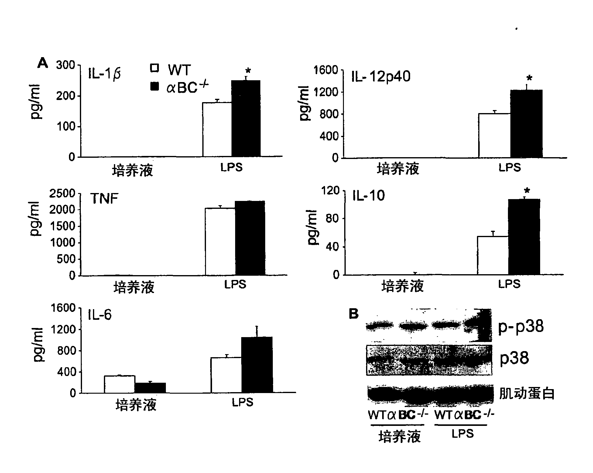 Alpha b-crystallin as a therapy for inflammation