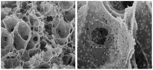 Preparation method and application of calcium-magnesium double active center catalyst