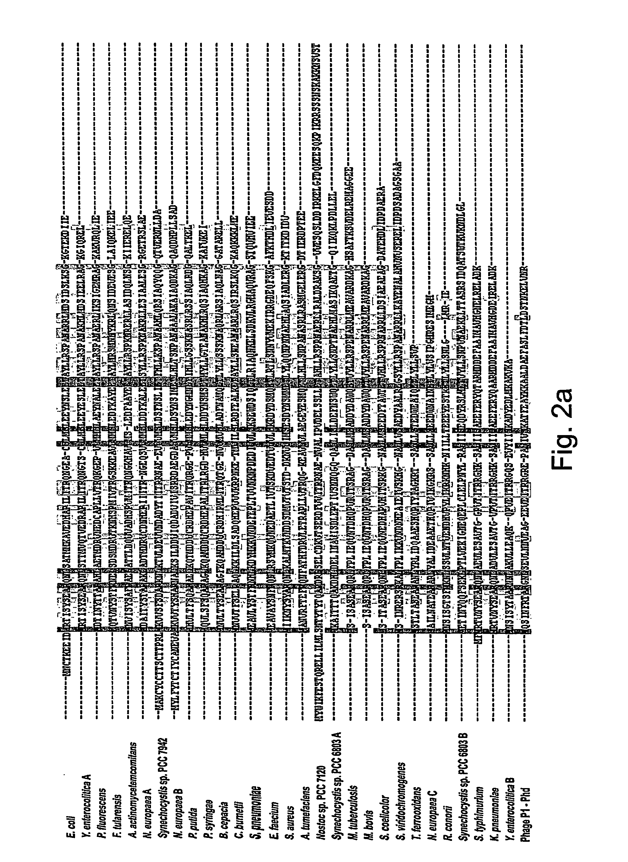 Novel Antibacterial Agents and Methods of Identifying and Utilizing Same