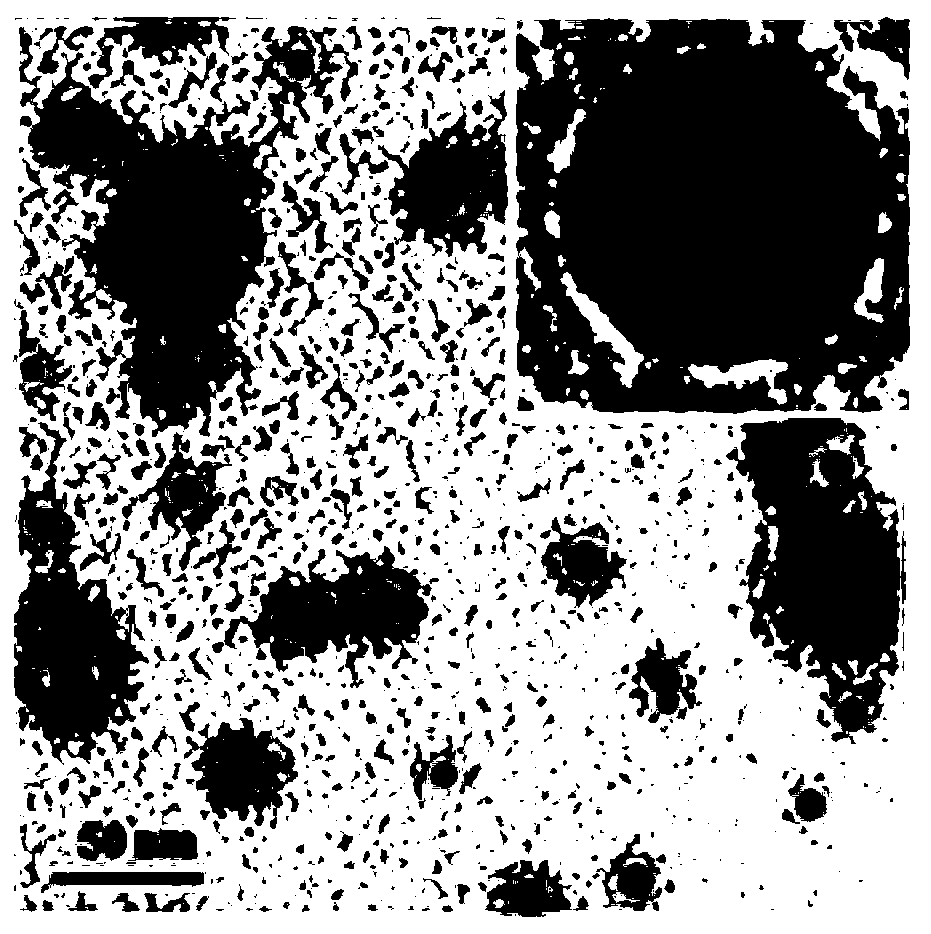 A preparation method of a nanometer elemental bismuth diagnostic and therapeutic agent for CT/PAT contrast imaging and photothermal therapy