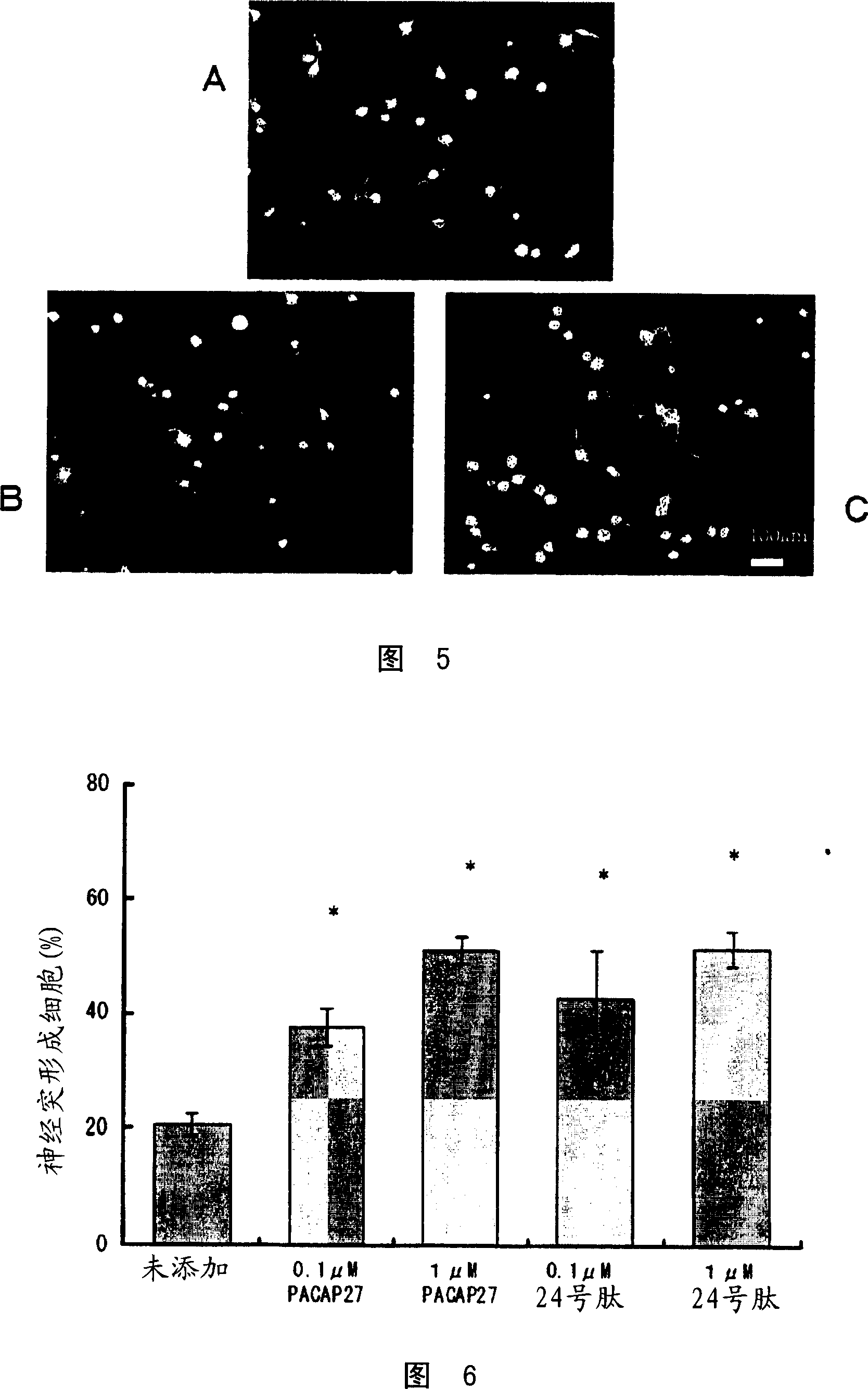 Corneal neuritogenesis promoter containing PACAP and its derivative