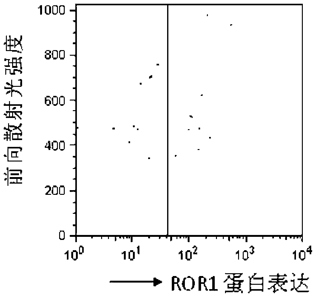 Reagent for detection of ROR1 protein of circulating tumor cells in peripheral blood and application thereof