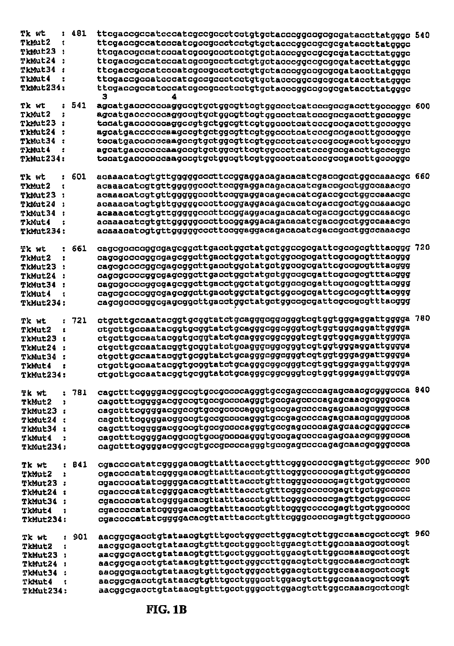 Thymidine kinase