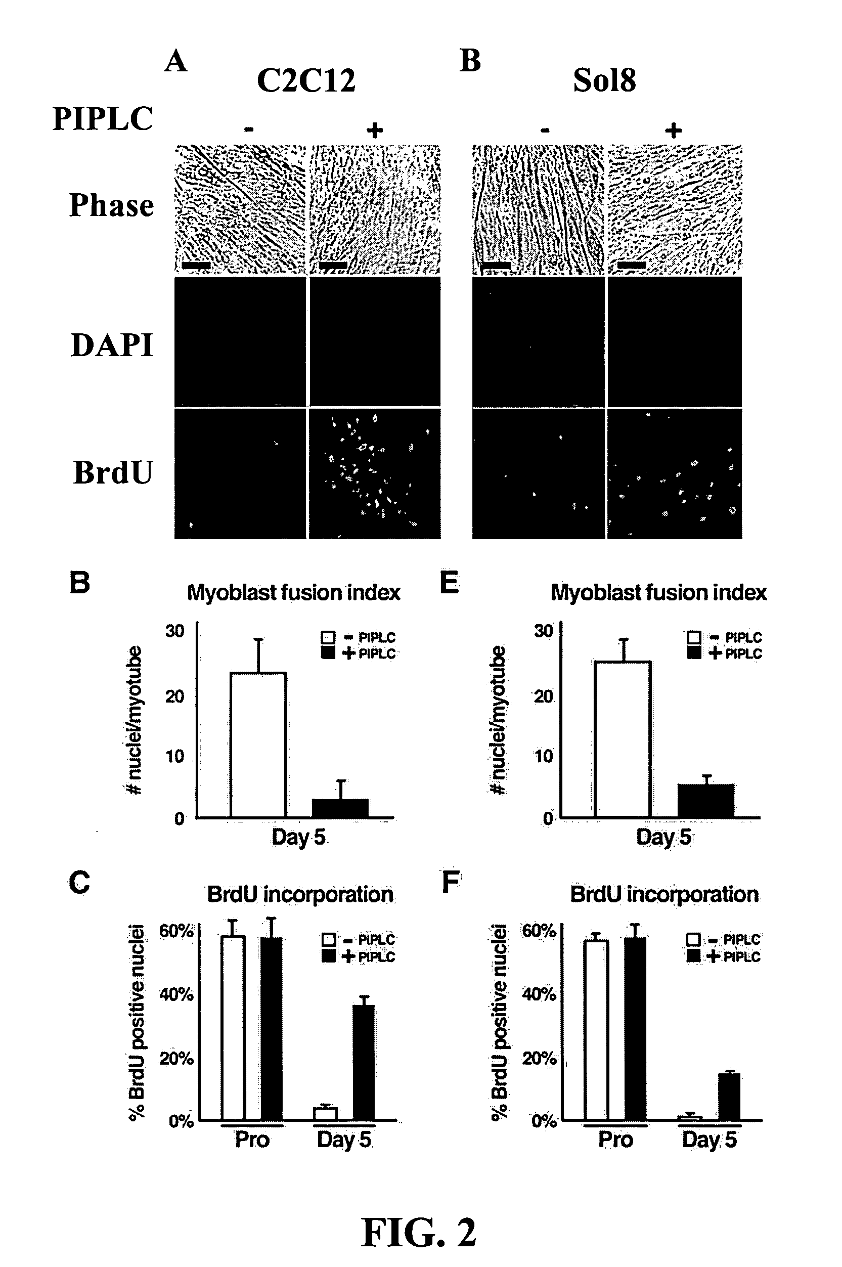 Methods for producing proliferating muscle cells