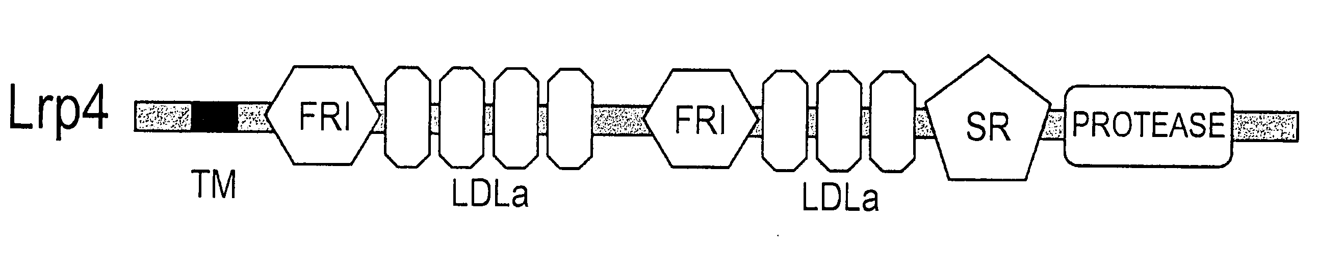 Lrp4/Corin Dopaminergic Neuron Progenitor Cell Markers