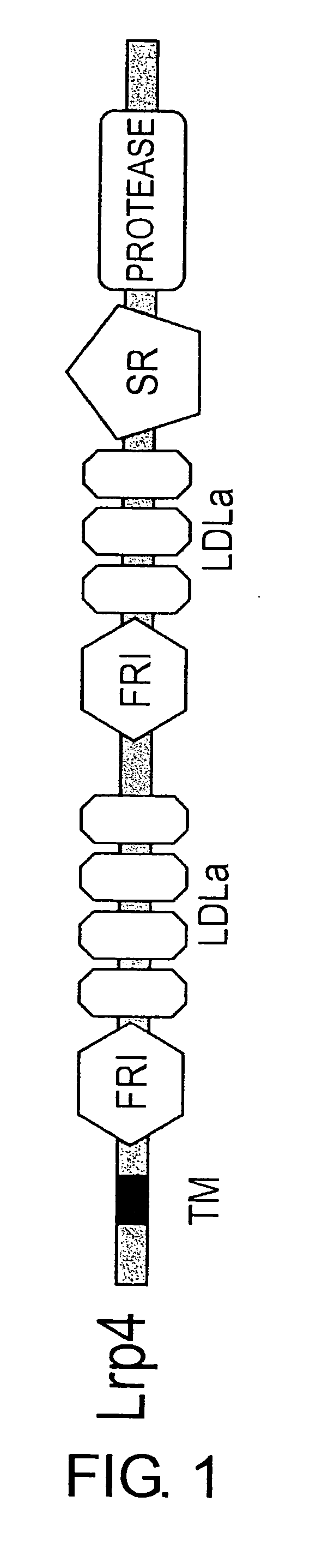 Lrp4/Corin Dopaminergic Neuron Progenitor Cell Markers