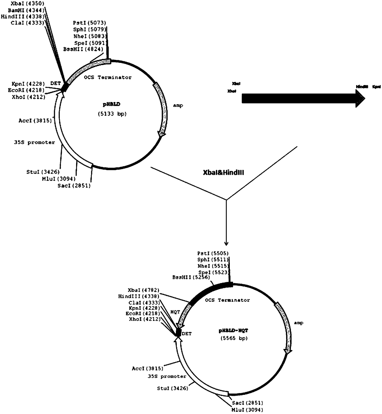Cultivated eggplant SmHQT gene core fragment, RNAi expression vector and application thereof