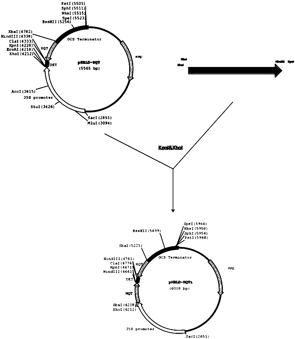 Cultivated eggplant SmHQT gene core fragment, RNAi expression vector and application thereof