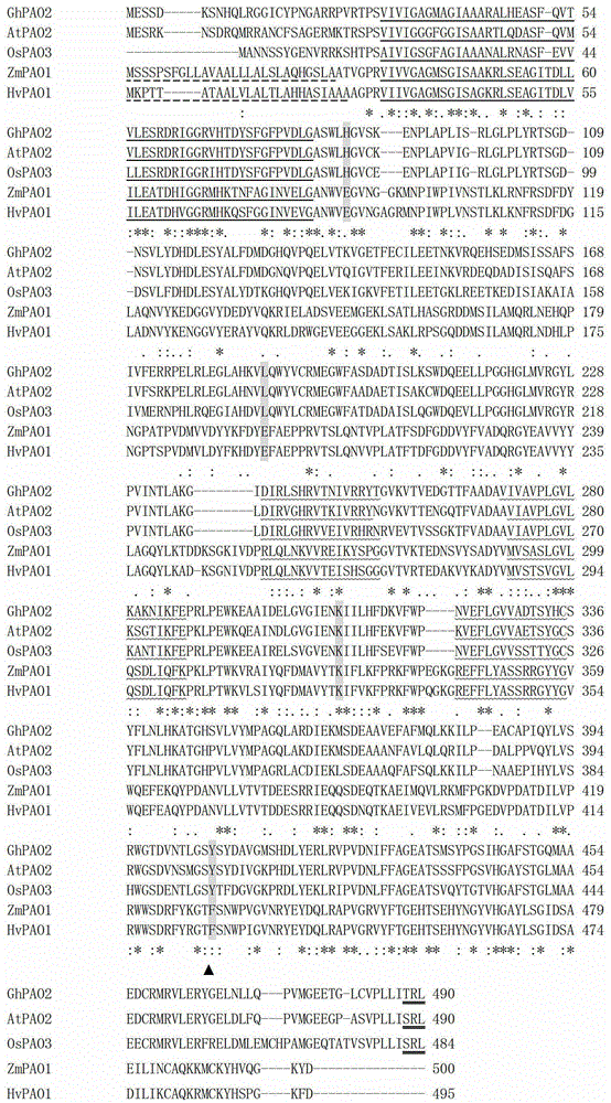 The invention discloses cotton polyamine oxidase GhPAO2 gene and application thereof