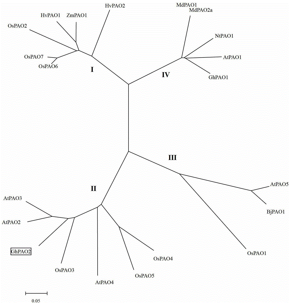 The invention discloses cotton polyamine oxidase GhPAO2 gene and application thereof