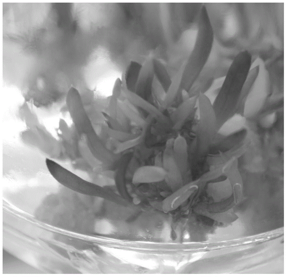 A kind of tissue culture rapid propagation method of succulent Yulu