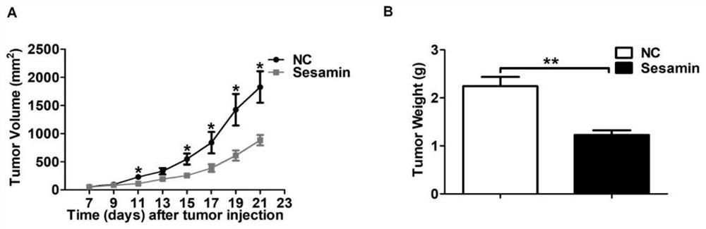 Application of sesamin in preparation of product for treating and/or preventing lymphoma