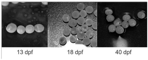 Continuous batch induction method for salmo salar triploids