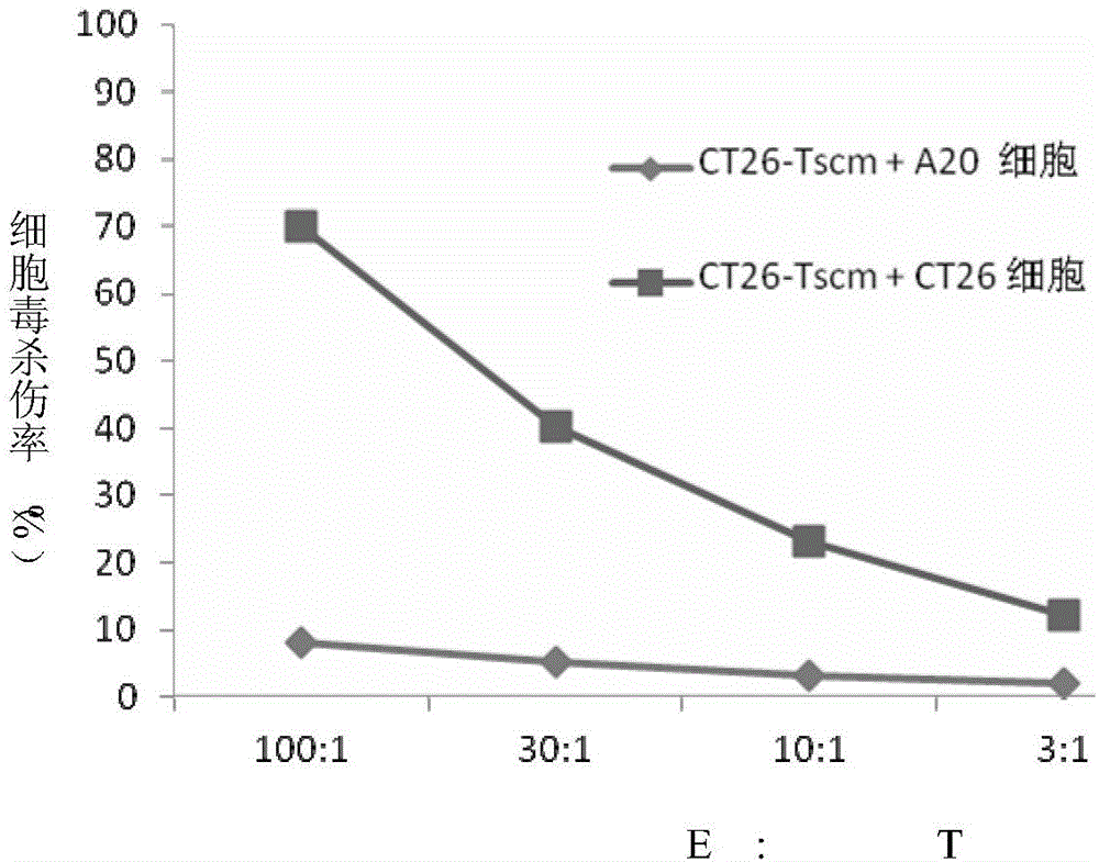 Method for in-vitro preparation of tumor antigen-specific CD8+ T memory stem cells