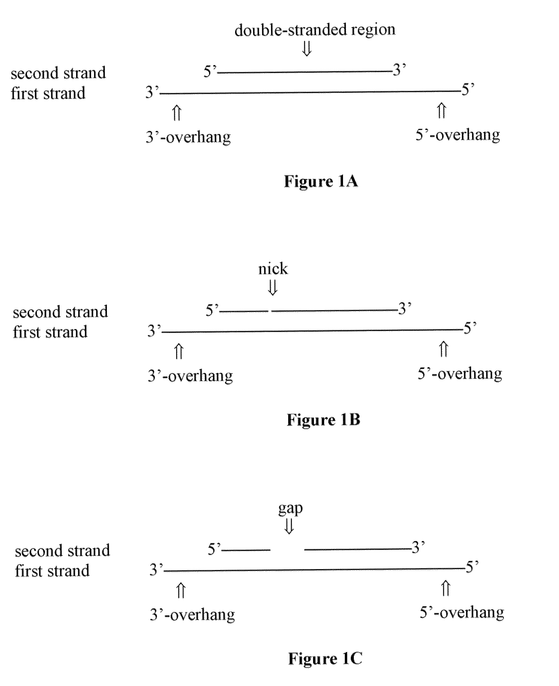 Compositions of asymmetric interfering RNA and uses thereof