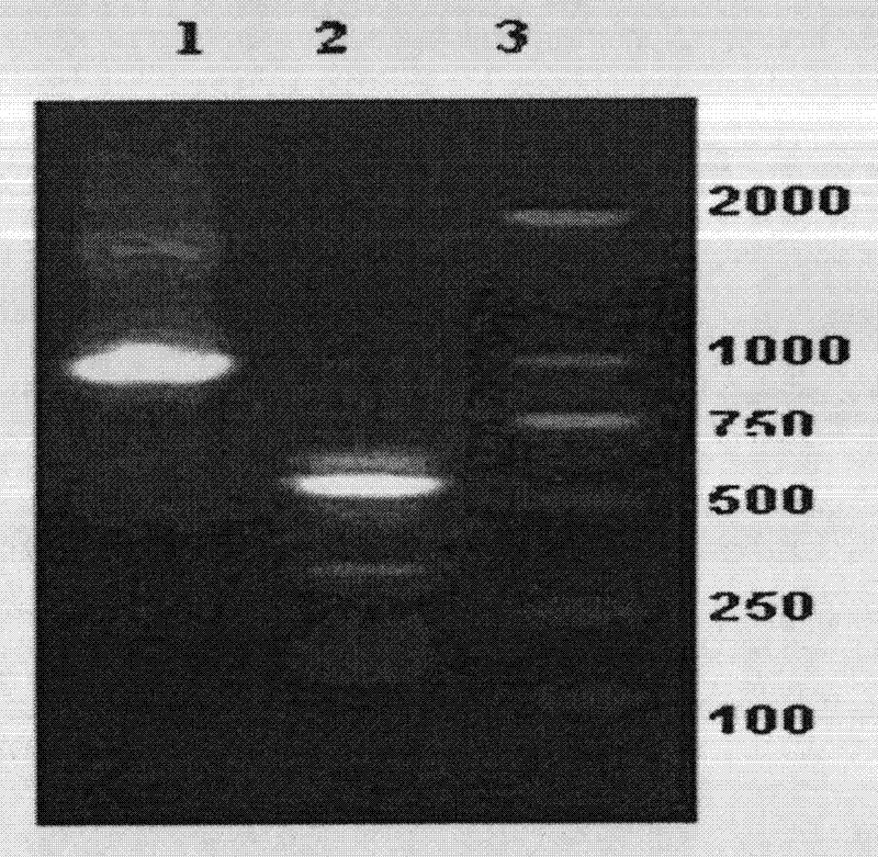 Method for differentiating and culturing mononuclear cells into mature dendritic cells