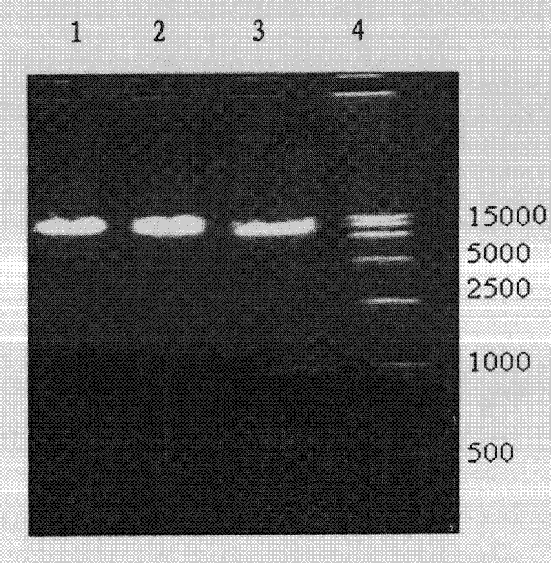 Method for differentiating and culturing mononuclear cells into mature dendritic cells