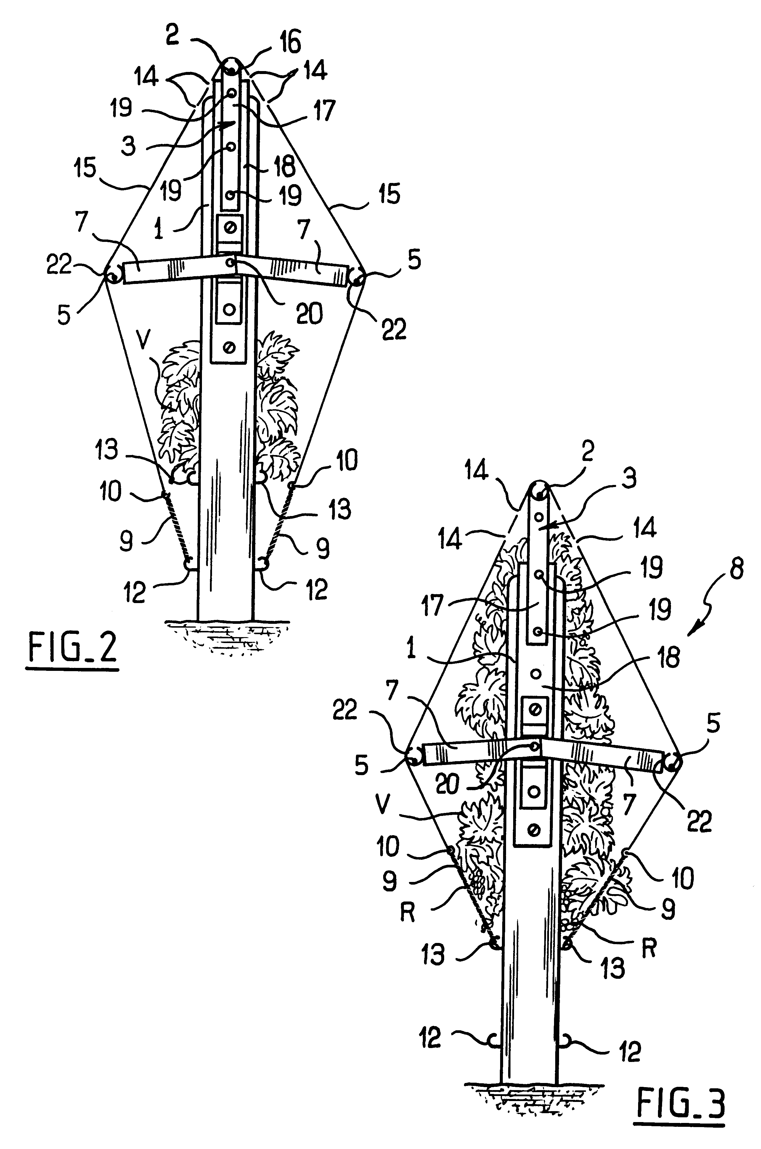 Method for growing trained vines and device therefor