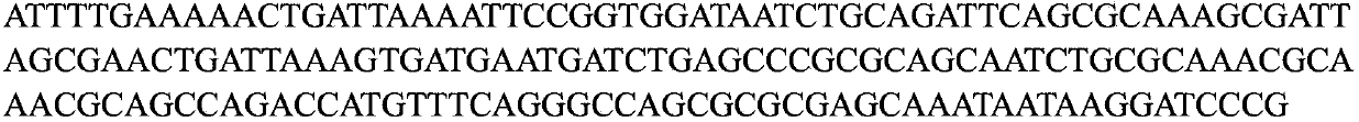 Genetically engineered bacterium for expressing solubility pig gamma-interferonPoIFN-gamma and construction method and application of genetically engineered bacterium