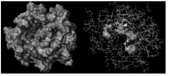 Hepatitis C virus NS5B RNA polymerase inhibitory polypeptide sequence and application thereof