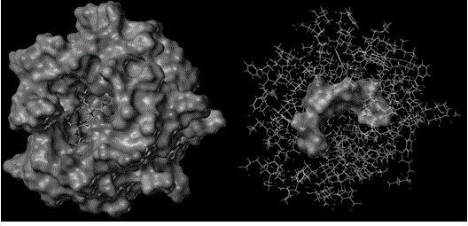 Hepatitis C virus NS5B RNA polymerase inhibitory polypeptide sequence and application thereof