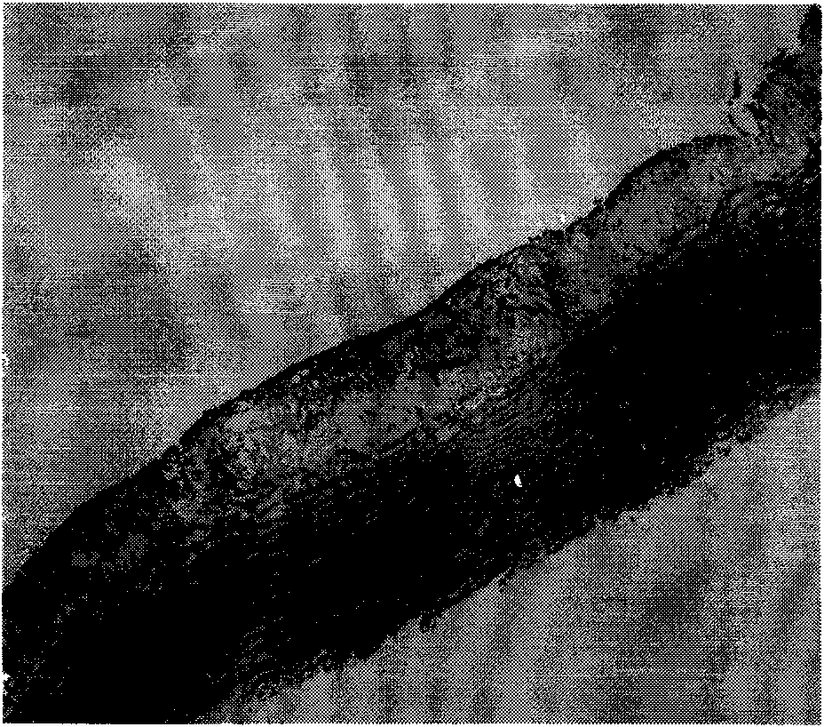 Drug combination containing raloxifene and application thereof