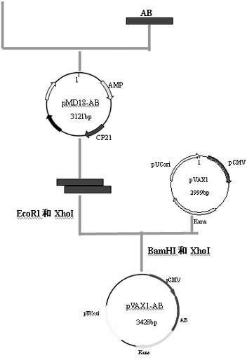 Cryptosporidium andersoni nucleic acid vaccine with cross protection and preparation method of vaccine