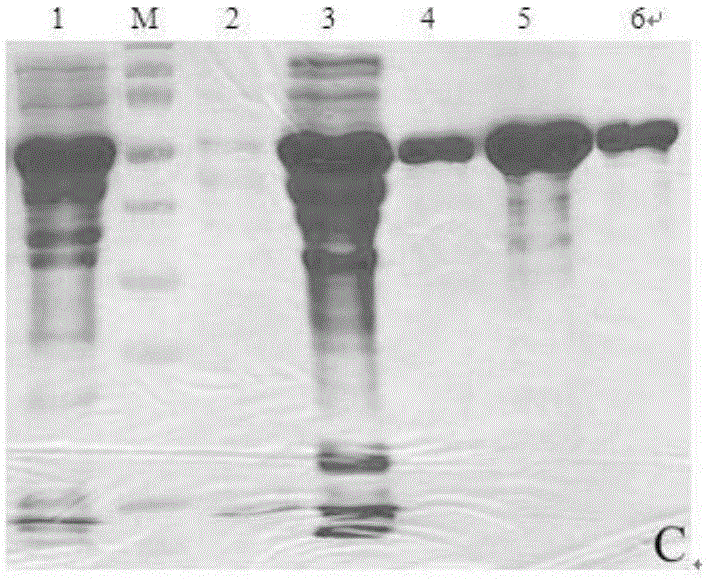 Recombinant human autoantigen Scl-70