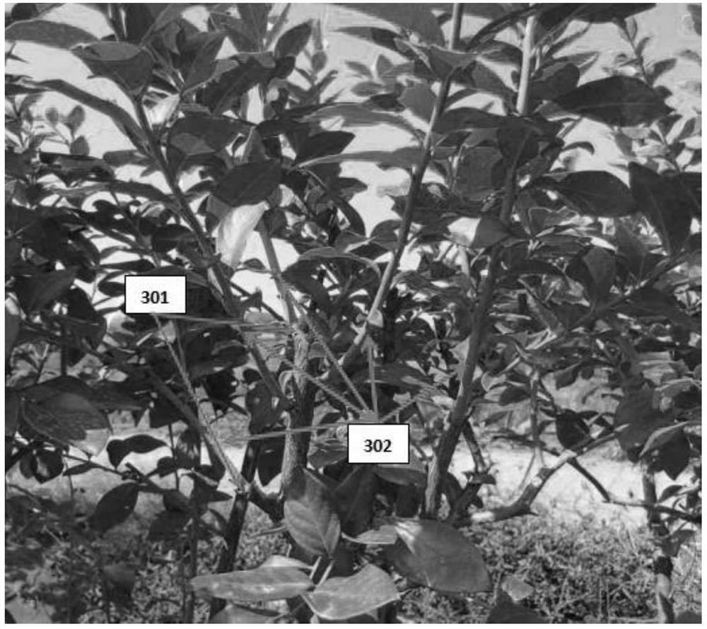 Blueberry pruning and tree controlling method and pruning device thereof