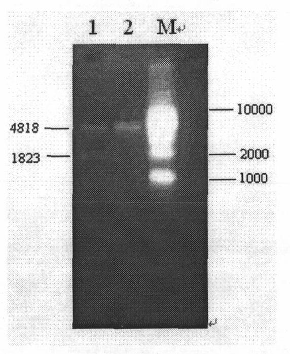 Method for detecting activity of human BAFF-R gene promoter