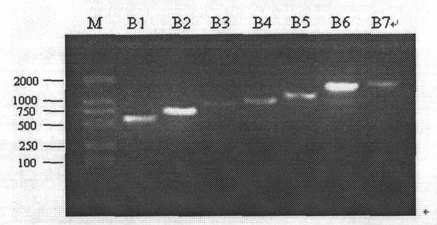 Method for detecting activity of human BAFF-R gene promoter